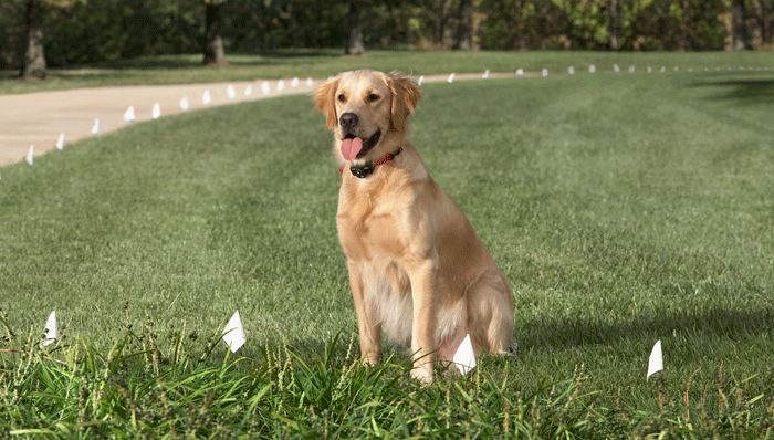 Dog shock deals fence