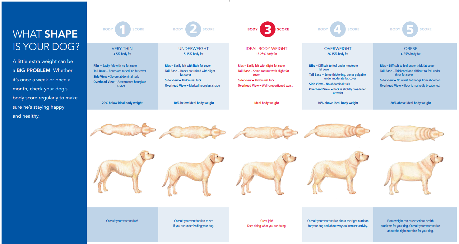 Is There Really Such a Thing as an Ideal Weight for Pets? - Vetstreet